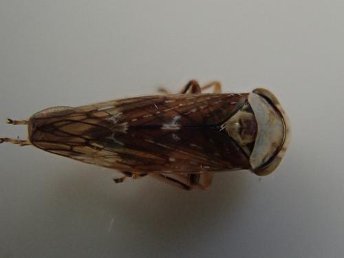 Acericerus ribauti